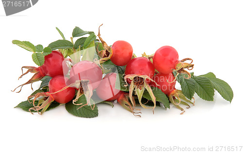 Image of Rose Hip Fruit