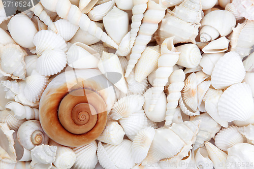 Image of Seashell Treasure