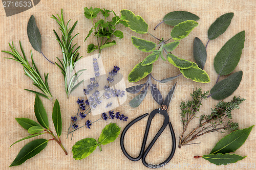 Image of Kitchen Herbs