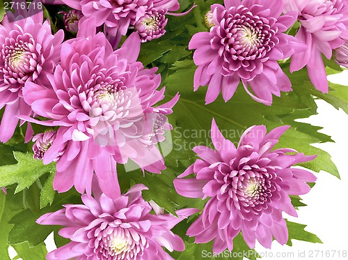 Image of Chrysanthemum