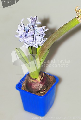 Image of home flowers, hyacinths