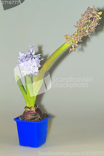 Image of home flowers, hyacinths