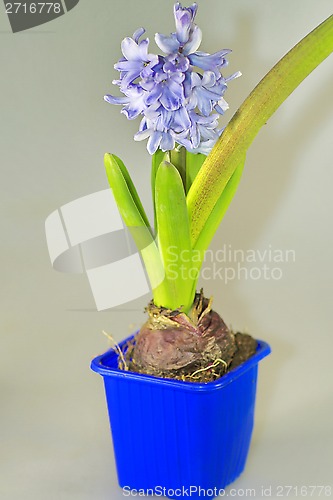 Image of home flowers, hyacinths