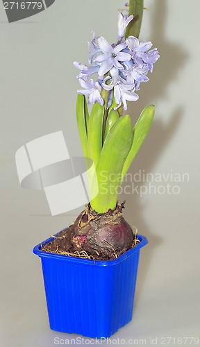 Image of home flowers, hyacinths