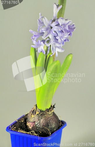 Image of home flowers, hyacinths