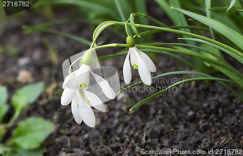 Image of Snowdrops - the first spring flowers.