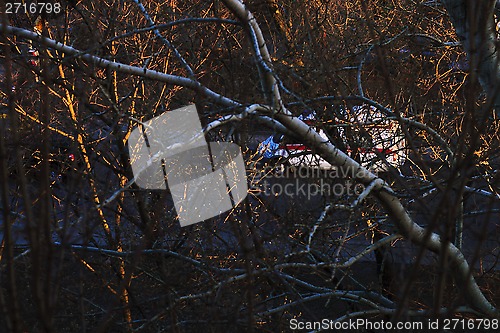 Image of The evening trees