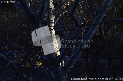 Image of The evening trees