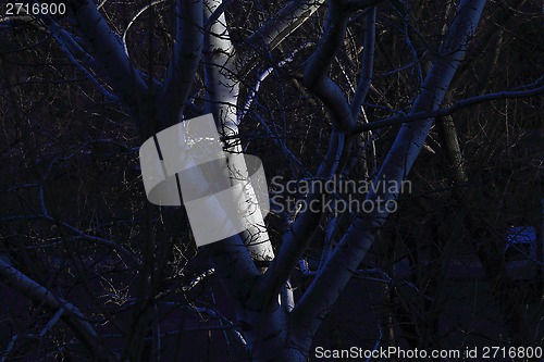 Image of The evening trees