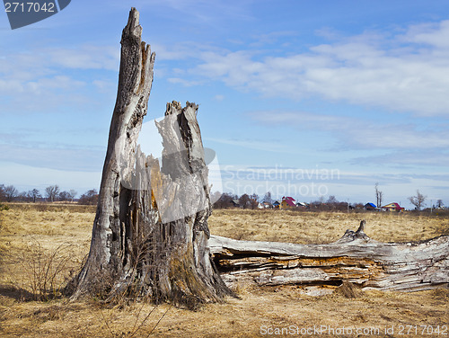 Image of Landscape with rotten stump in the meadow. April