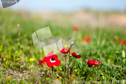 Image of Spring flowers - red on green