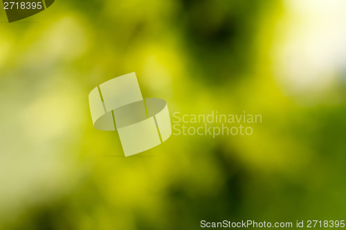 Image of Beautiful green Bokeh