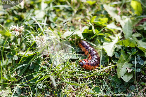 Image of large caterpillar