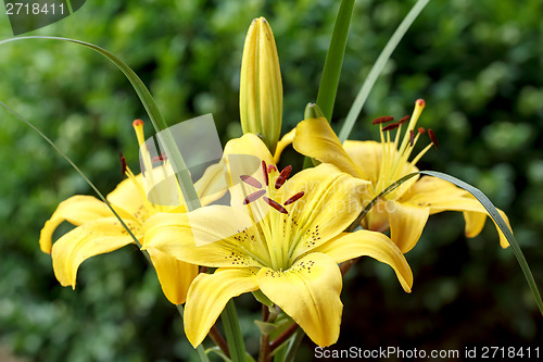 Image of Detail of flowering yellow lily