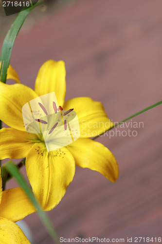 Image of Detail of flowering yellow lily