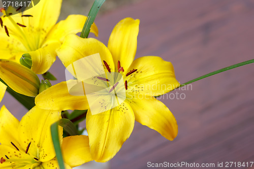 Image of Detail of flowering yellow lily