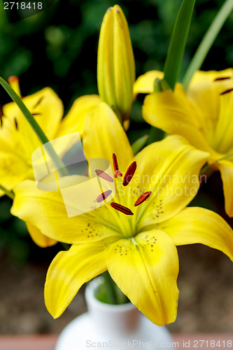 Image of Detail of flowering yellow lily