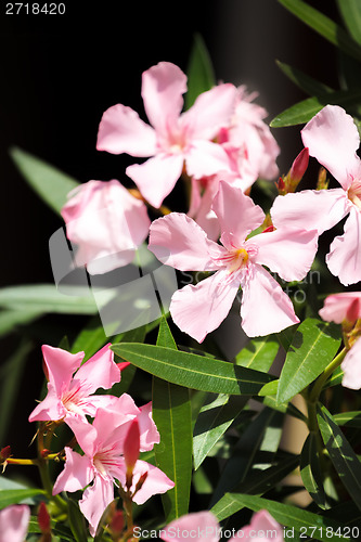 Image of spring flower in garden