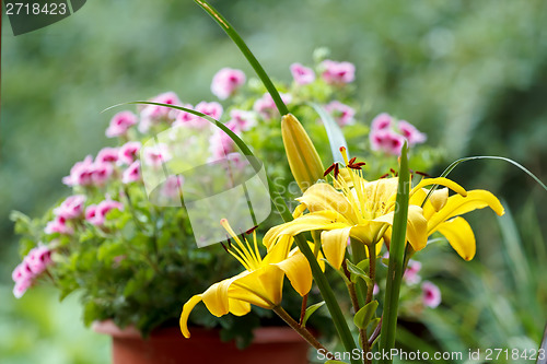 Image of Detail of flowering yellow lily