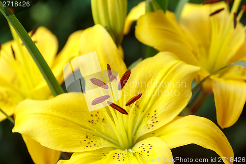 Image of Detail of flowering yellow lily