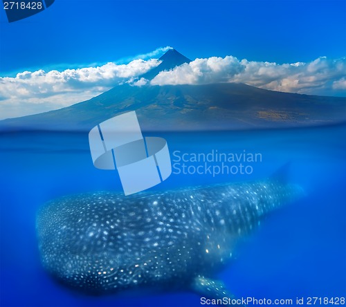 Image of Whale shark below