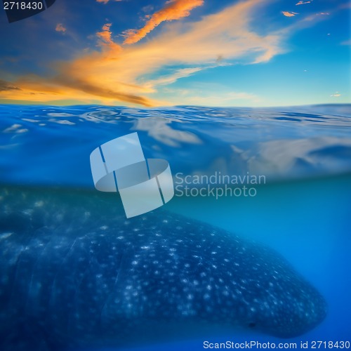 Image of Whale shark below