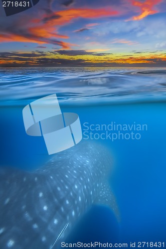 Image of Whale shark below