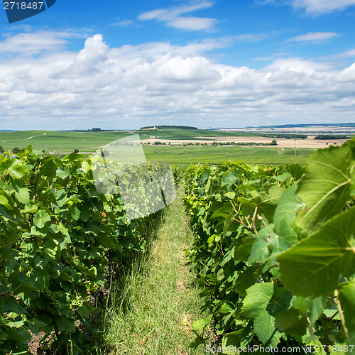 Image of Vineyard landscape, Montagne de Reims, France