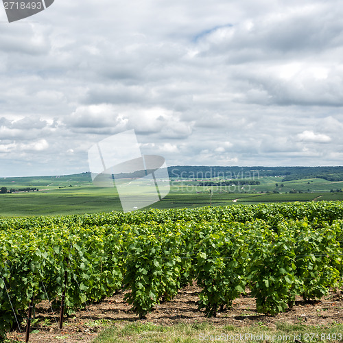 Image of Vineyard landscape, Montagne de Reims, France