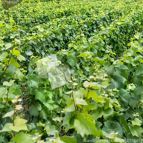 Image of Vineyard landscape