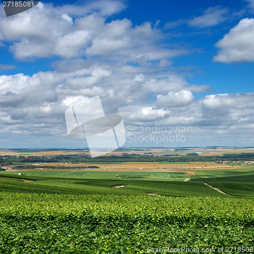 Image of Vineyard landscape, Montagne de Reims, France