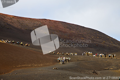 Image of people timanfaya africa front brown dromedary  