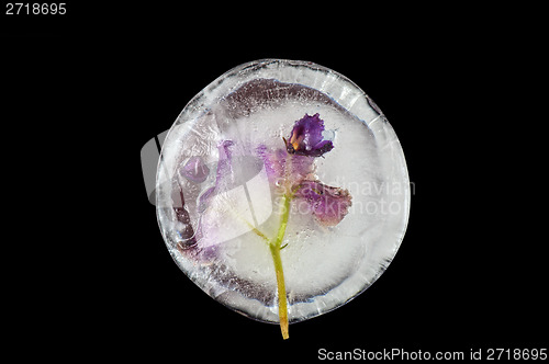 Image of violet flowers frozen at ice