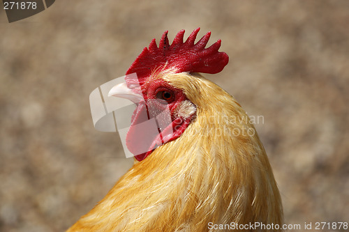 Image of farmyard chicken