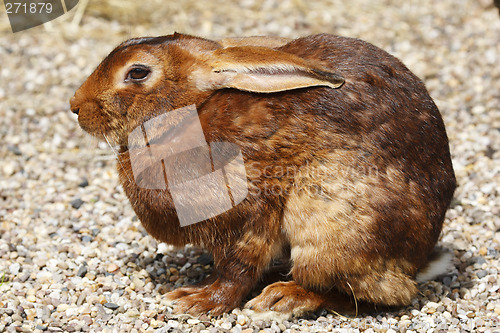 Image of brown rabbit