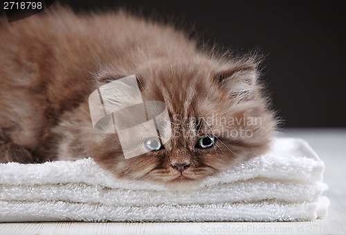 Image of british long hair kitten