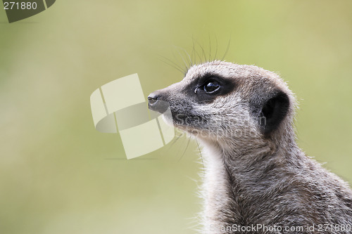 Image of single meerkat