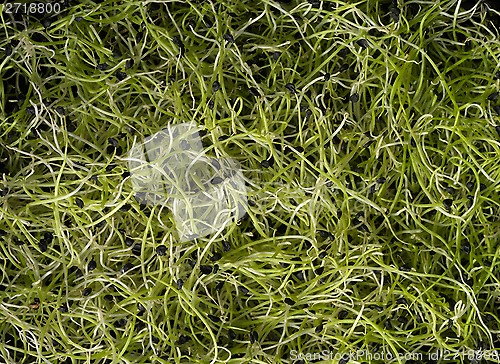 Image of Garlic sprouts