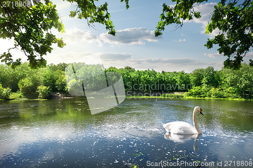 Image of Swan on the river