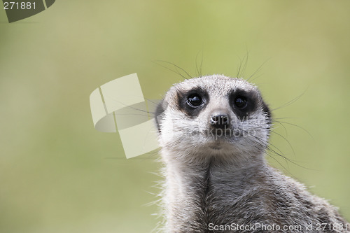 Image of single meerkat