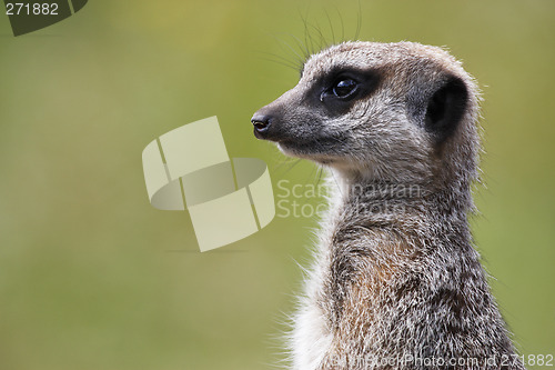 Image of single meerkat