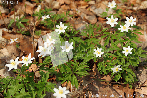 Image of Anemones