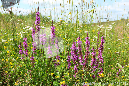 Image of Purple loosestrife