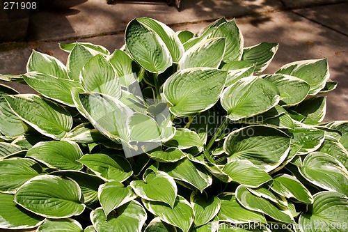 Image of Hostas