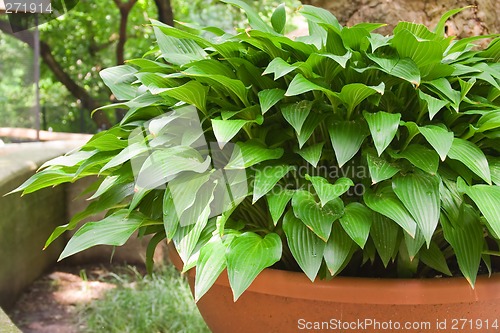 Image of Hostas