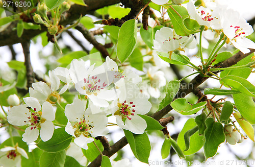 Image of Apple blossoms in spring 