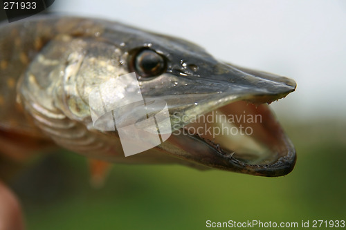 Image of Portrait of pickerel