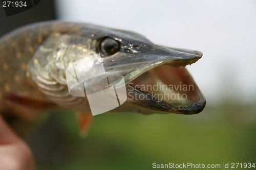 Image of Portrait of pickerel