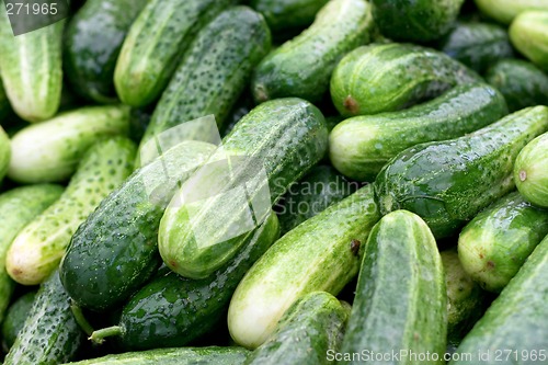 Image of Cucumber