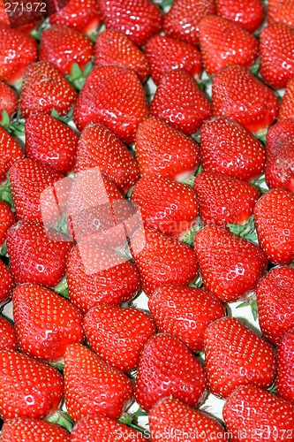 Image of Strawberries sort